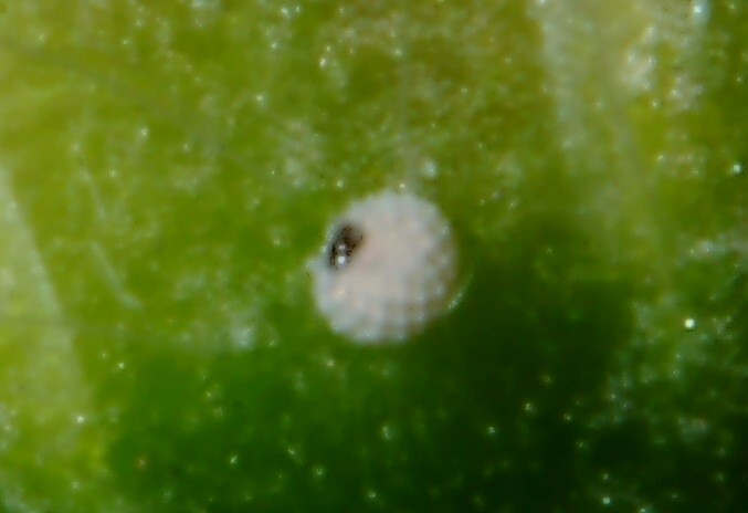 Ancora Cacyreus marshalli